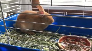 The Best Pet Bunny for kids, интересное видео про кролика для детей