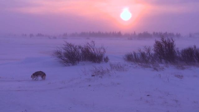 Собака ждала хозяев, которые уже давно о ней позабыли. Но случилось Невероятное! смотреть онлайн