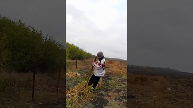 Убираю огурцы с огорода  Телега - Podrostokizderevni #деревня #farming #блог #втоп #огурцы #ботва