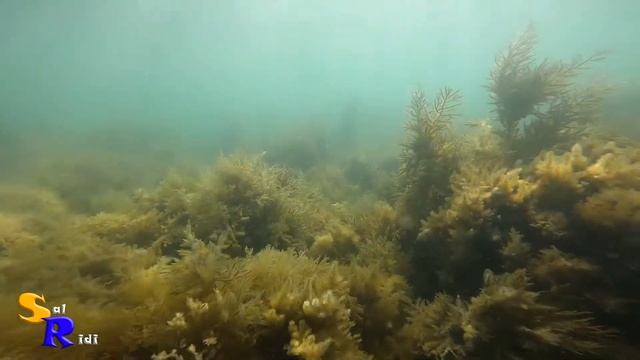 April 30, 2020 we are looking for treasures. --- 30 апреля 2020 ищем сокровища. смотреть онлайн