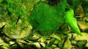 Аквариумные креветки жаде нефрит экстрим и жёлтый неон 💛💚🩵 неокардины.