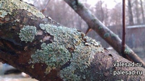 ЧЕМ ОПРЫСКИВАТЬ САД ВЕСНОЙ. Обработка сада от болезней и вредителей. Весенняя обработка сада