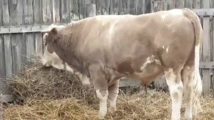 Султан.Мясо-молочный Симментал. Возраст 1 год 5 месяцев.