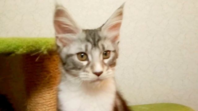 Котята мейн кун, 3 месяца.