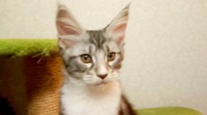 Котята мейн кун, 3 месяца.