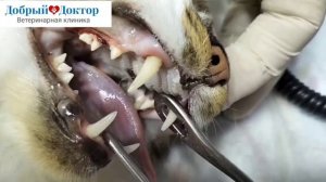 Чистка зубов кошкам, ультразвуком в ветклиники Добрый Доктор