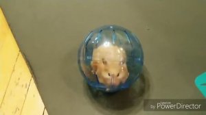 The Great hamster escape from the ball / Великий побег хомяка из шара