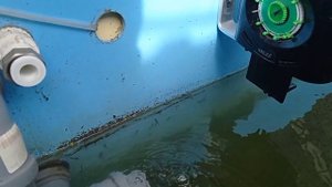 Гибрид осетровых продолжает рост.