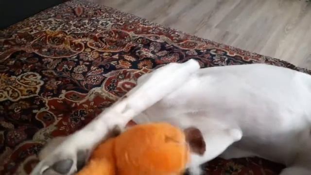 Развлекаем себя сами. Собаки как дети, любят игрушки. смотреть онлайн