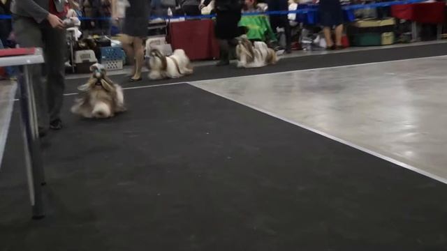 Евразия 2013. Сравнение на САС!В смотреть онлайн