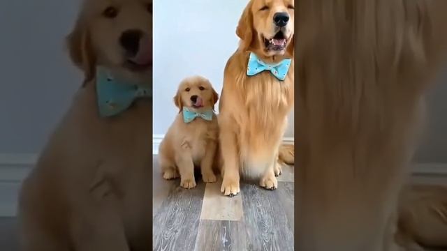 Семейное фото смотреть онлайн