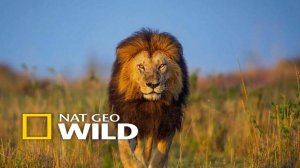 Nat Geo Wild  Хищники Африки  молодая кровь