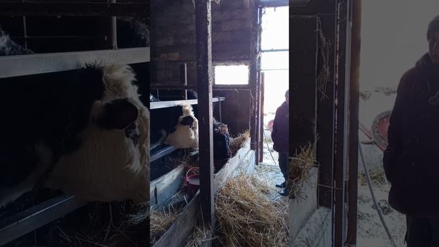 Утренняя управка,пою быков. ТГК - DanilaFermer #farming #farmlive #деревня #shorts