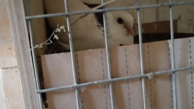 Второй выводок, цвета удивляют..mp4 смотреть онлайн