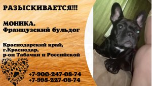 Пропала собака! МОНИКА. Французский бульдог. Краснодарский край, г.Краснодар