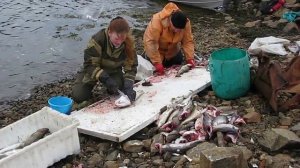 Шкерка рыбы. Баренцево море.