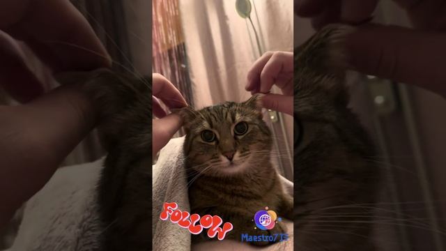 ASMR от кота 😸 Лапочка такой🤗🥰