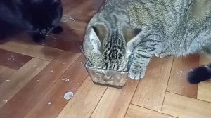 большая моська и маленькая миска