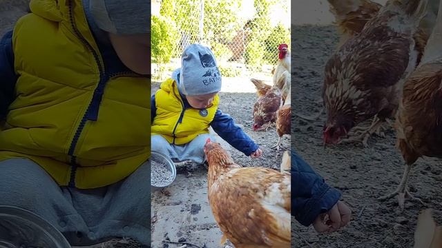 Маленький фермер: кормление курочек 🚜🐓 #курятникнадаче #мастерhouse