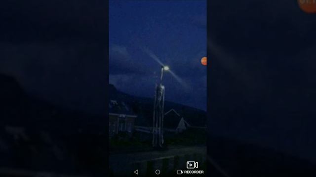 Фонареголовый - родственник Сиреноголового
