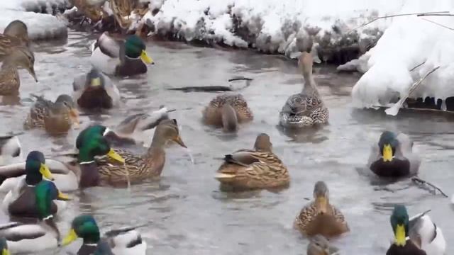 Водоплавающие птицы