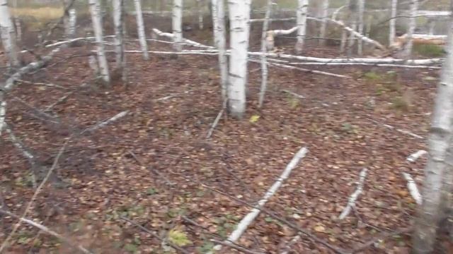 бобры