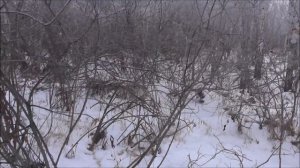 Зимняя охота. Охота с собаками. Охота с лайками.