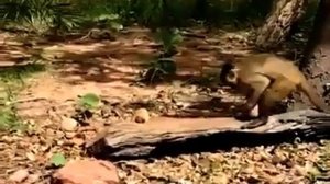 Обезьяна колет Орехи !! Смотри и Учись !