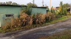 полынь в погреб мышей не будет