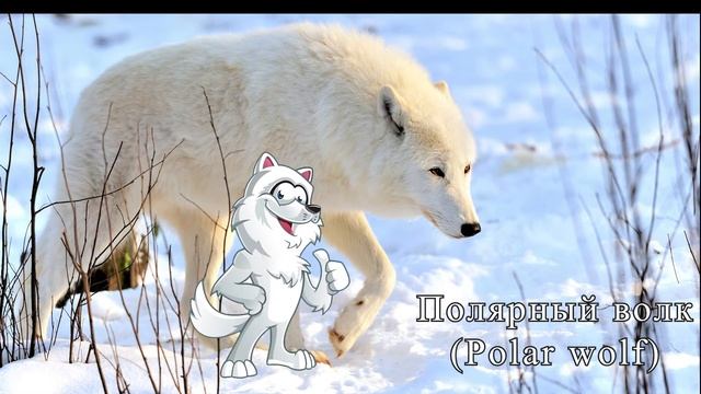 Животные полярного круга | Учим животных | Анимация для детей | Животные севера смотреть онлайн