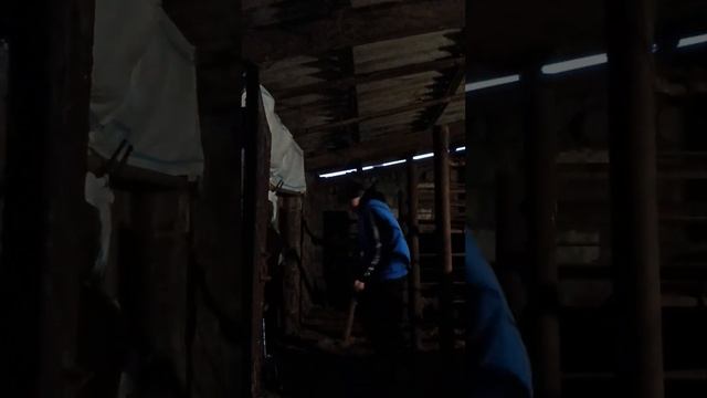 отвечаю на ваши вопросы.Ч3. ТГК - DanilaFermer #shorts #farmlive #farming #врек #втоп #деревня #быки