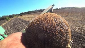 уборочная подсолнечника