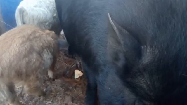 поросячие нежности .кто лучше собака или свинья？ беремена ли кармал Тетя？ смотреть онлайн