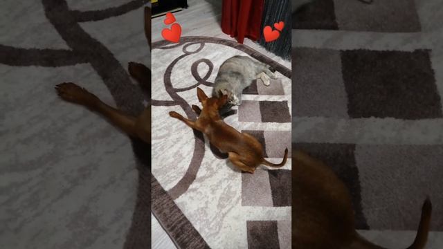 Той терьер Жора и кошка Буся😻👍👍👍 смотреть онлайн