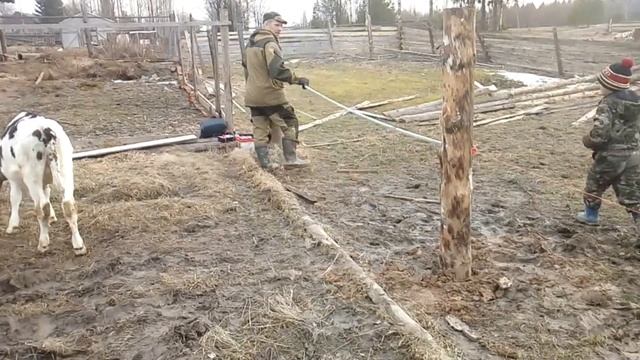 Установка электропастуха! Как ведут себя коровы и телята в электроизгороди! Вылупление утят!