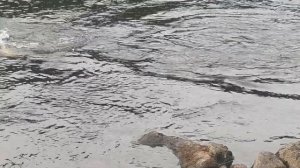 Сёмга не даёт отдохнуть.