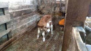 Знакомство телят. Всё, как у людей. #симментал #cow #животные #ферма