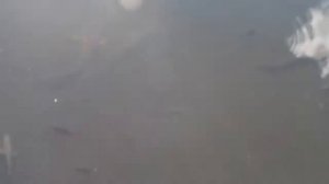 Сомы Мутанты из Чернобыля Охотятся на голубей !