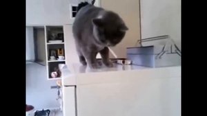 КОШКИ  немножко ХУЛИГАНЯТ.