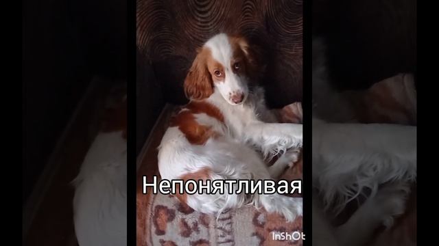 типы собак🐶