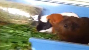 Морские свинки и пёс :)