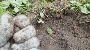 Коп по ЧЖУРДЖЭНЯМ, ГОЛЬДАМ в Приморском крае.