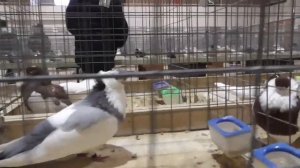 МЕЖДУНАРОДНАЯ ВЫСТАВКА ГОЛУБЕЙ. Воронеж 26.11.2023