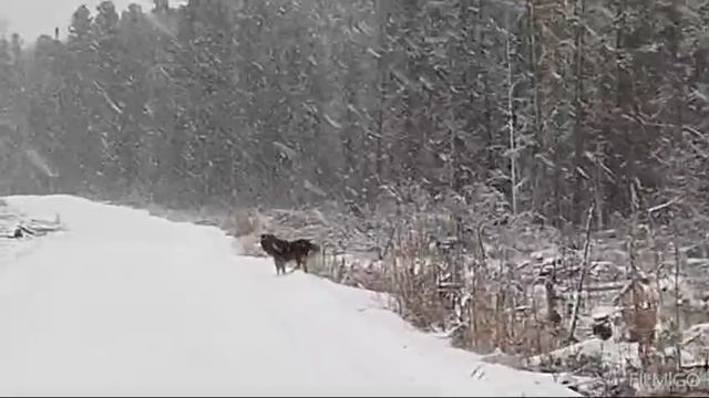 север