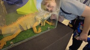 Выставка: пауки и рептилии. Хакасский национальный краеведческий музей Кызласова. Абакан