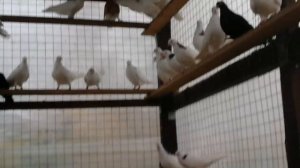 Вечер, ужин. Шестое октября..mp4