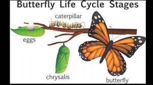 BUTTERFLY LIFE CYCLE SONG | egg, caterpillar, chrysalis, butterfly