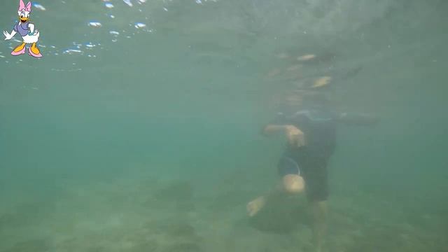 Snorkeling in Snoopy Island Fujairah-UAE