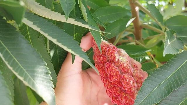 Сумах. Хороше рішення для озеленення бідних грунтів.