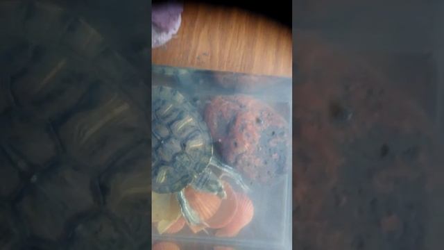 Моя черепашка Пелемешка съедает лягушку!!